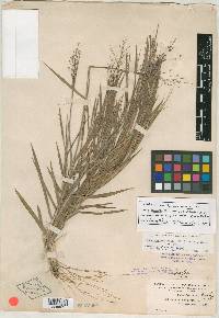 Panicum malacon image