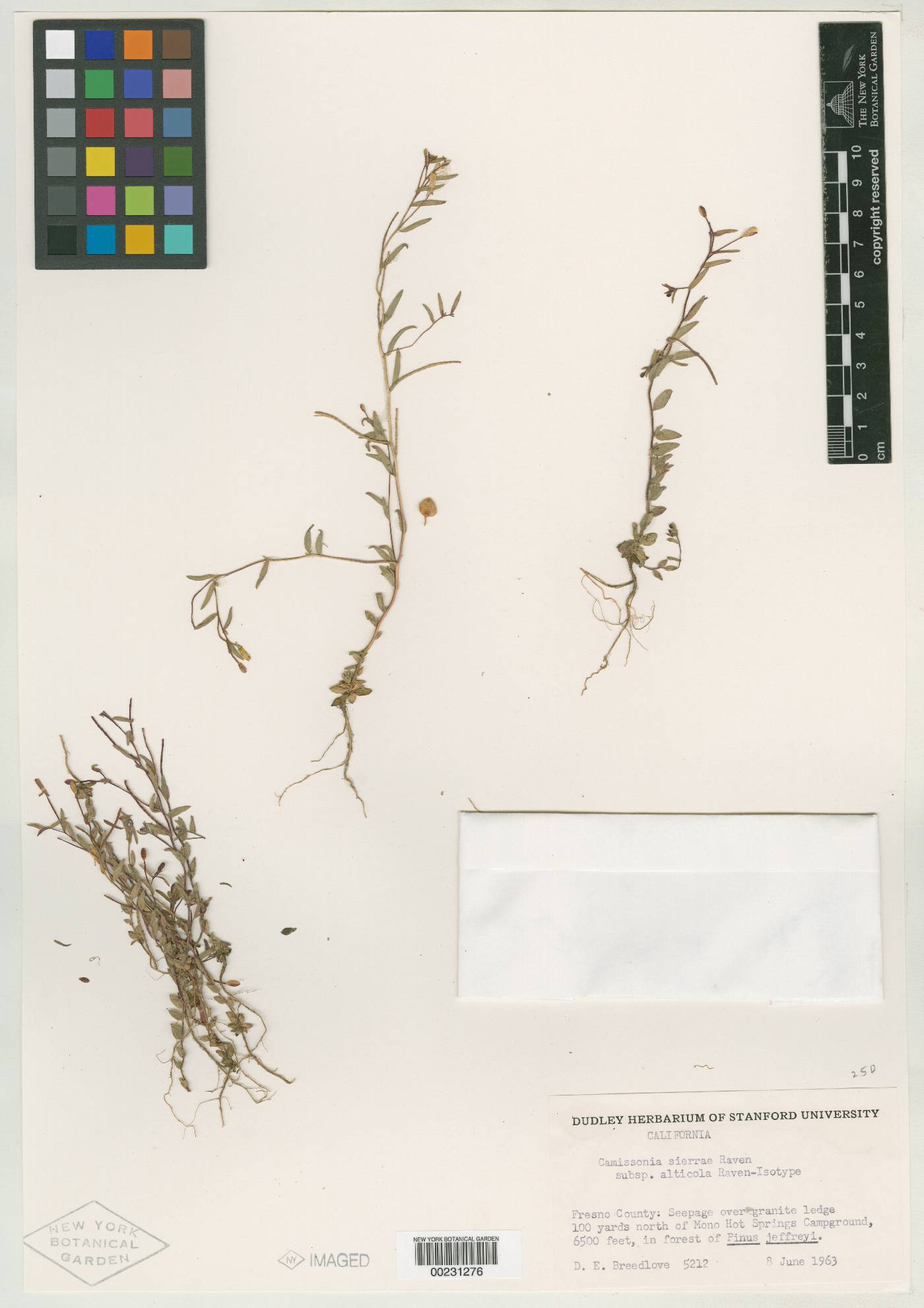 Camissonia sierrae subsp. alticola image