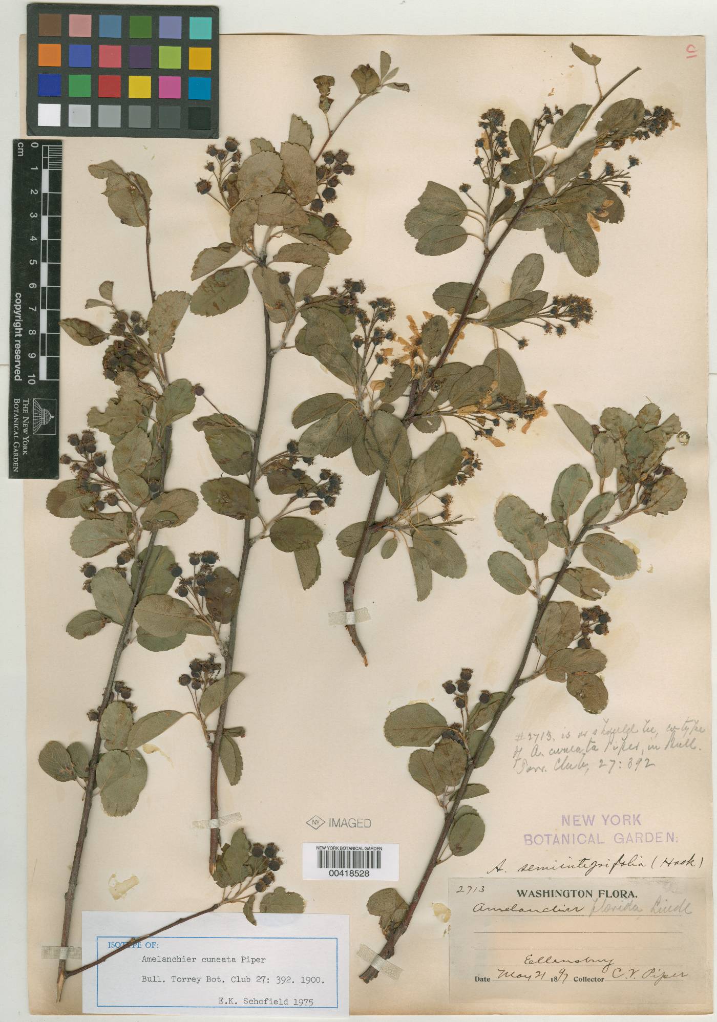 Amelanchier pumila image