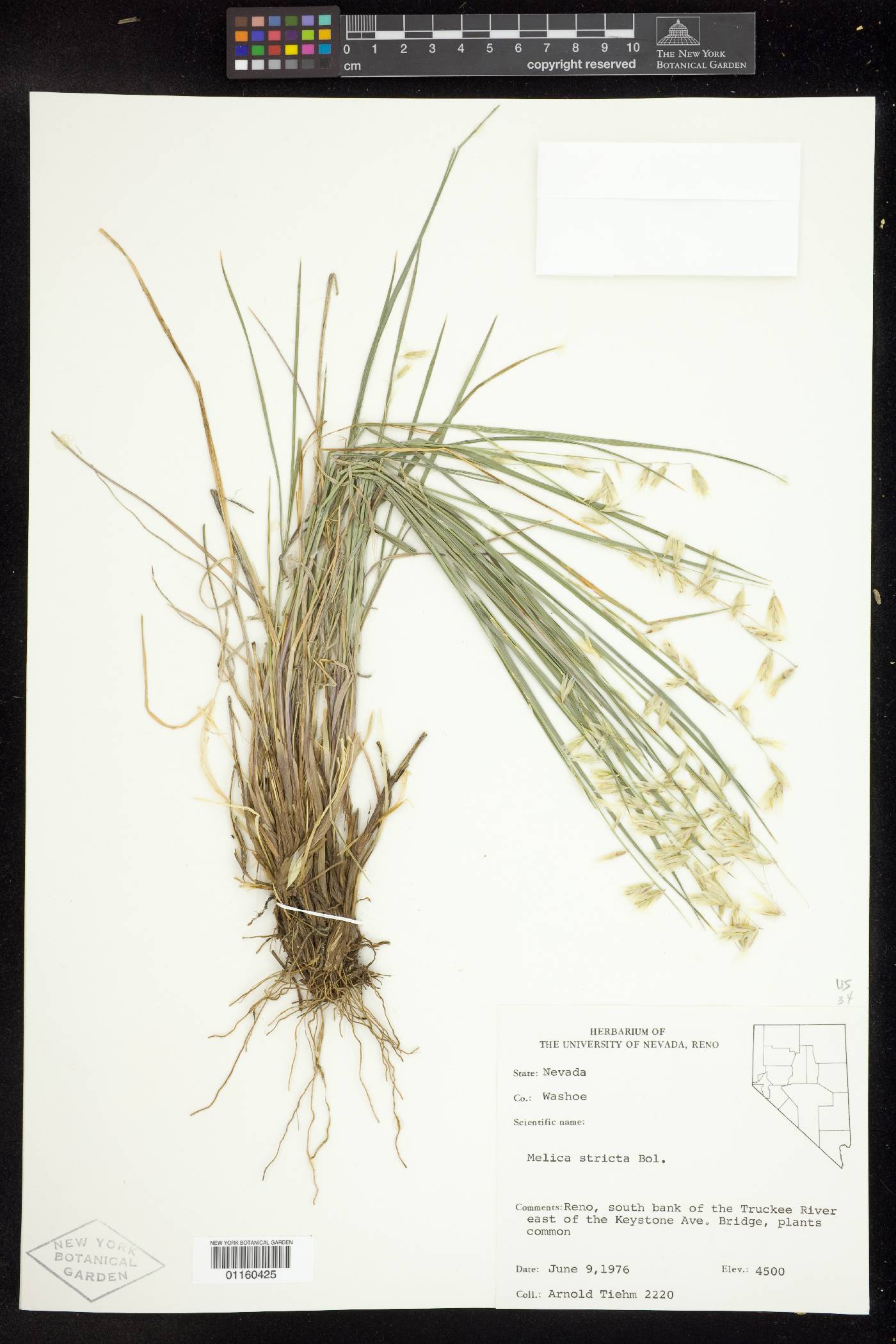 Melica stricta image