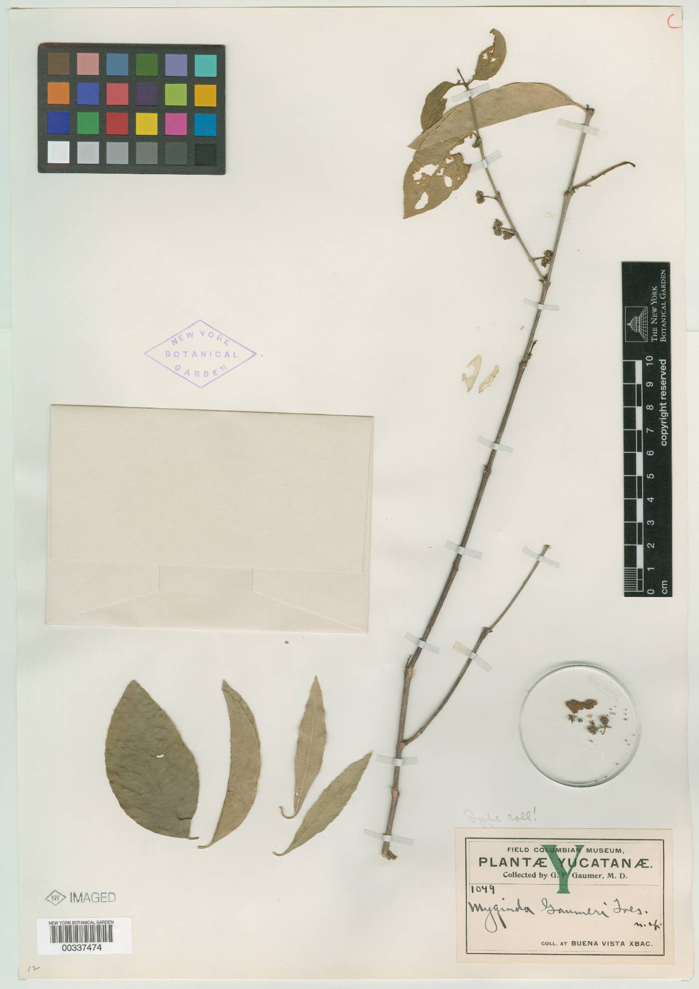 Crossopetalum image