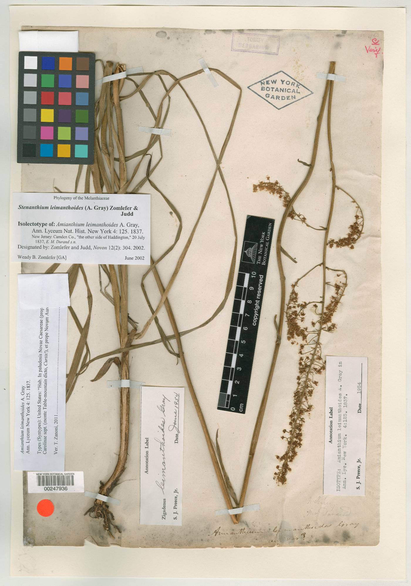 Stenanthium densum image