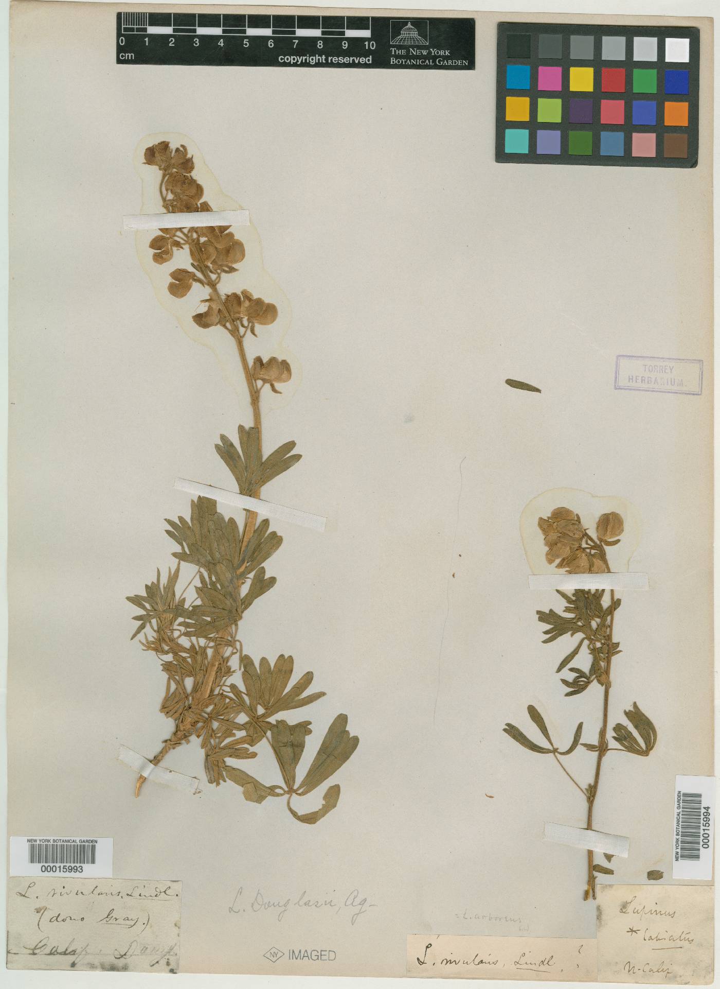 Lupinus rivularis image