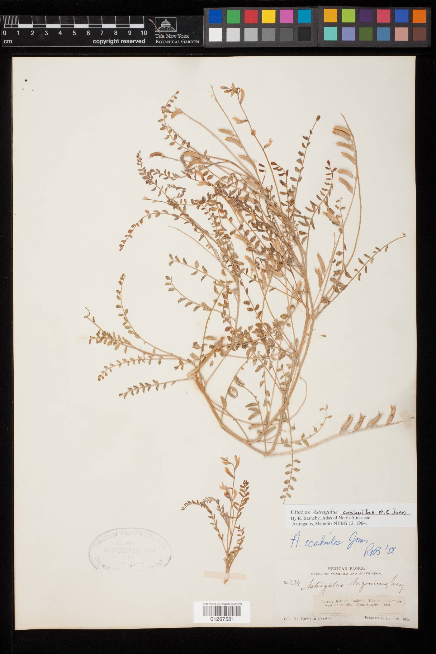 Astragalus coahuilae image