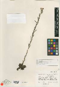 Image of Lithospermum tubiliflorum