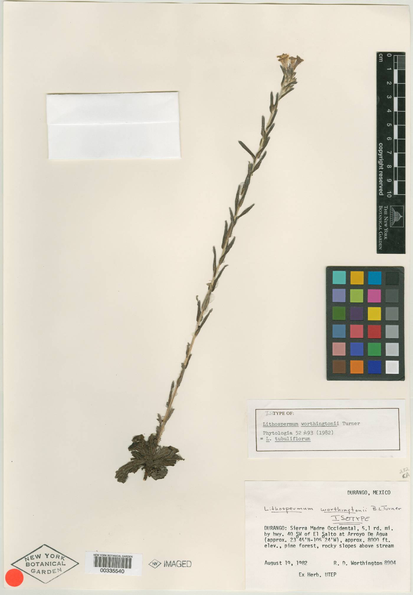 Lithospermum tubuliflorum image