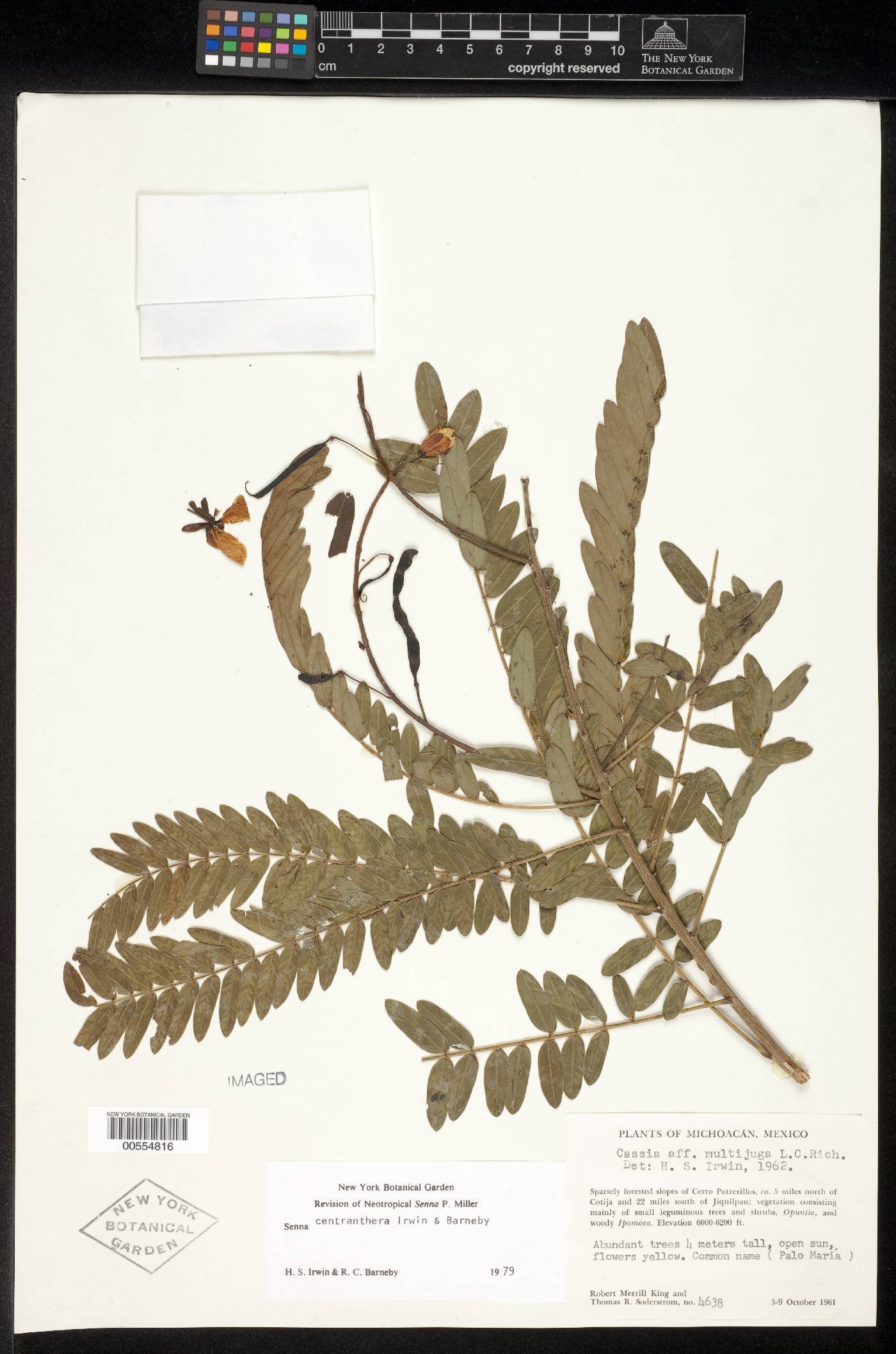 Senna centranthera image