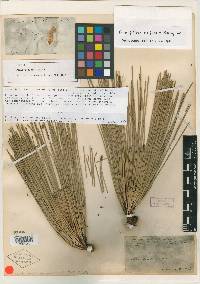 Pinus deflexa image