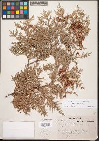 Thuja occidentalis image