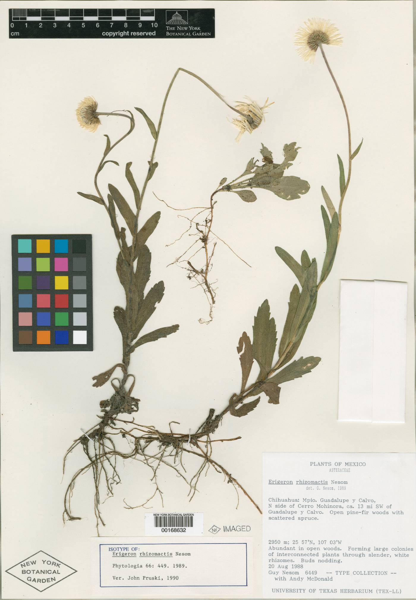 Erigeron rhizomactis image