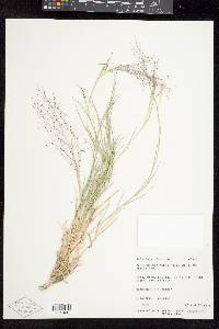 Muhlenbergia asperifolia image