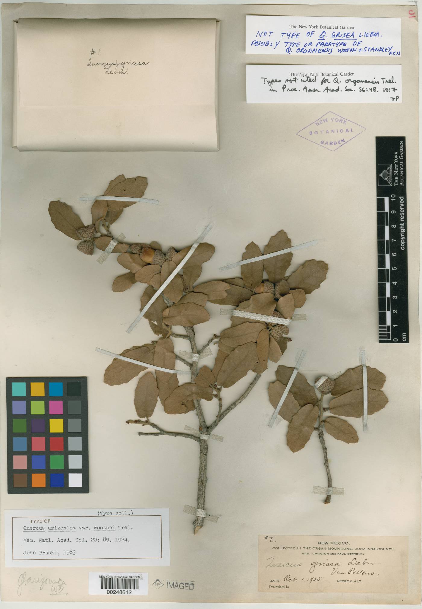 Quercus arizonica var. wootoni image