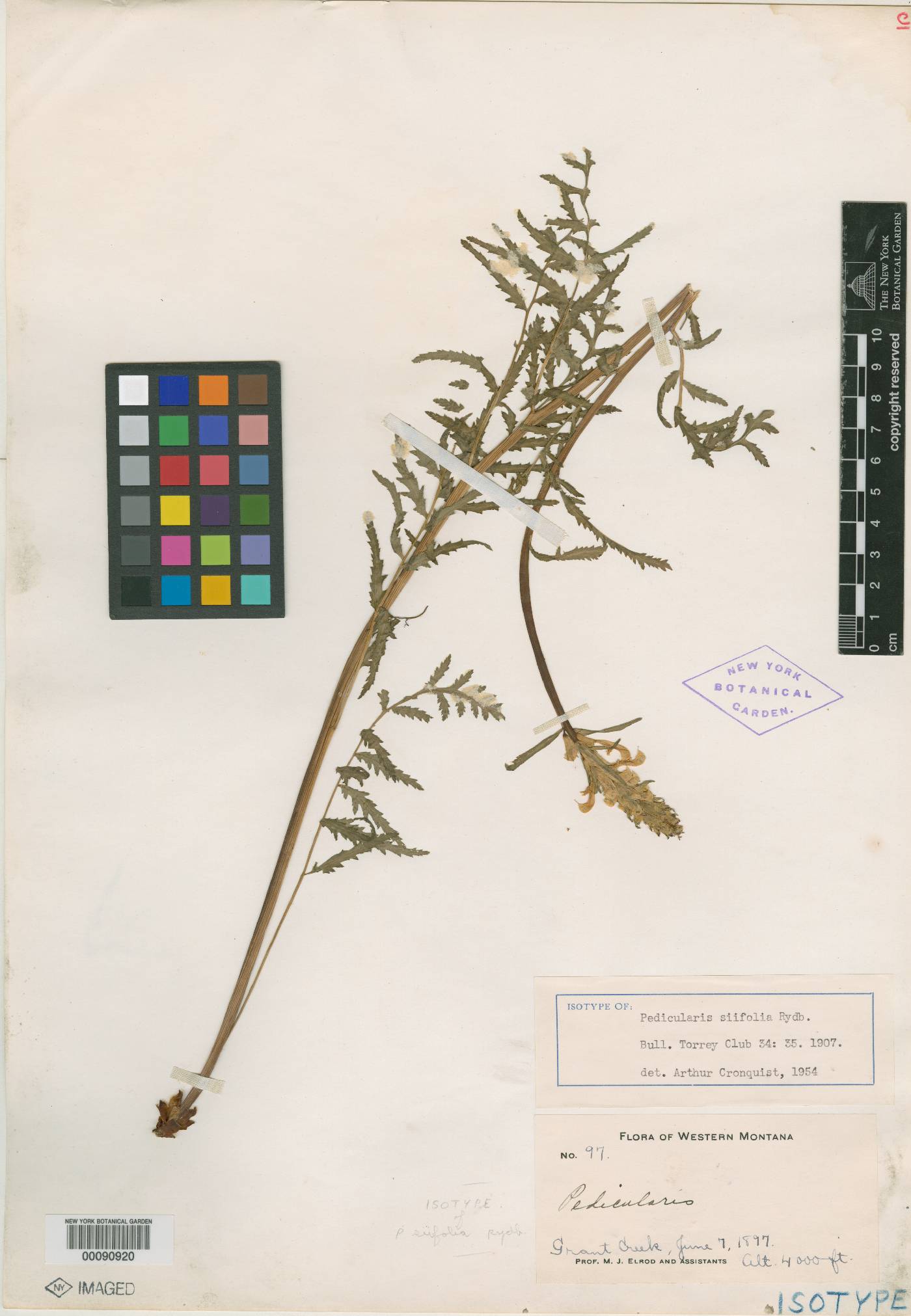 Pedicularis siifolia image