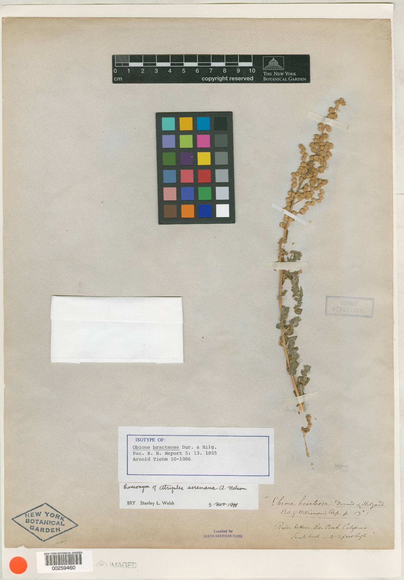 Obione bracteosa image