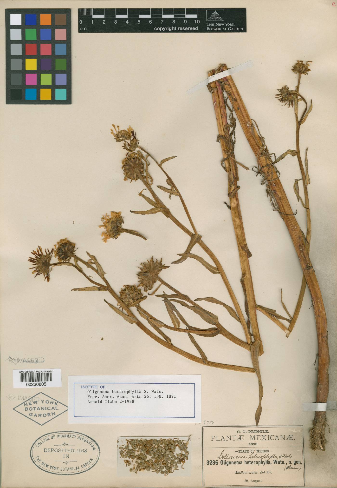 Grindelia leptocarpa image