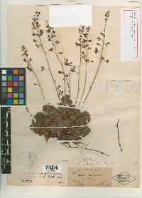 Heuchera parishii image