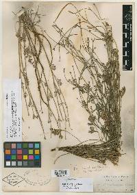 Eschscholzia leucosticta image