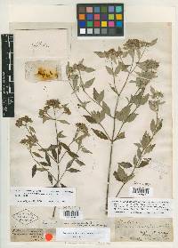 Pycnanthemum albescens image