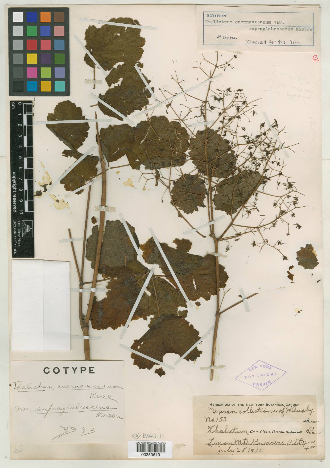 Thalictrum cuernavacanum image