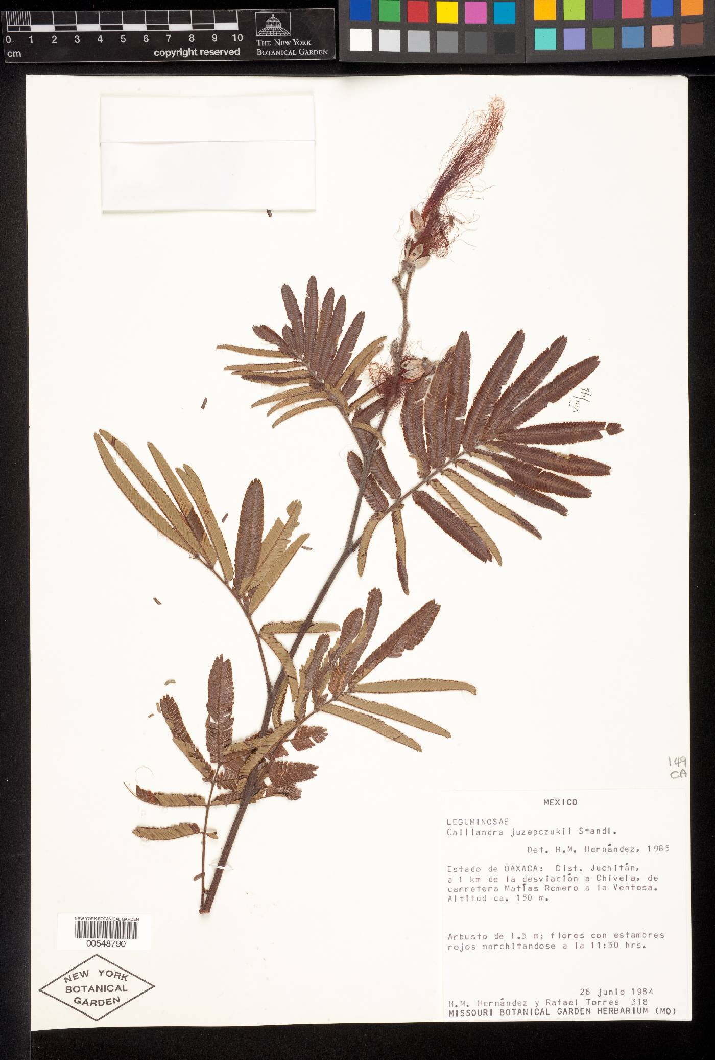 Calliandra juzepczukii image