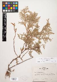 Thuja occidentalis image