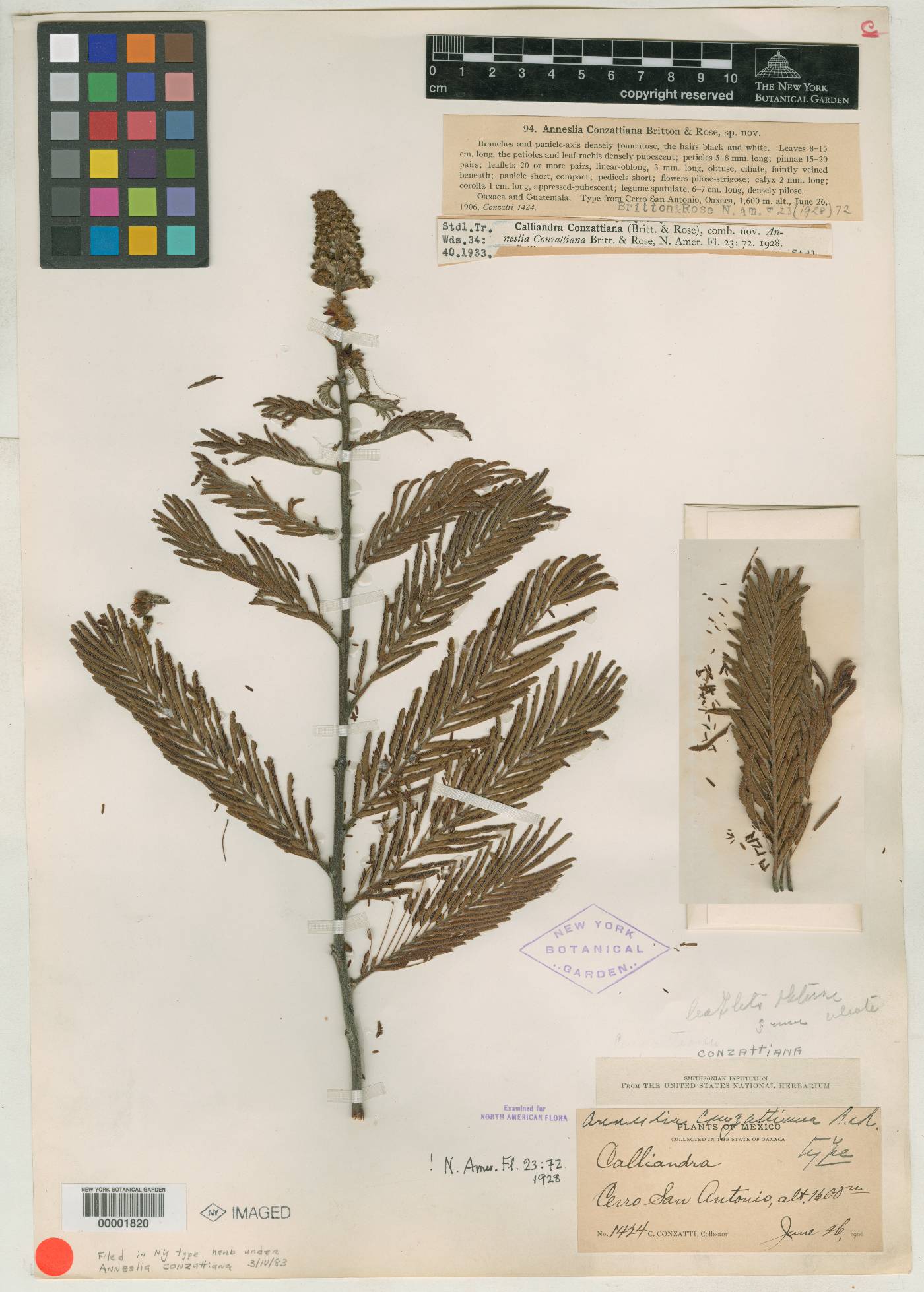 Calliandra rubescens image