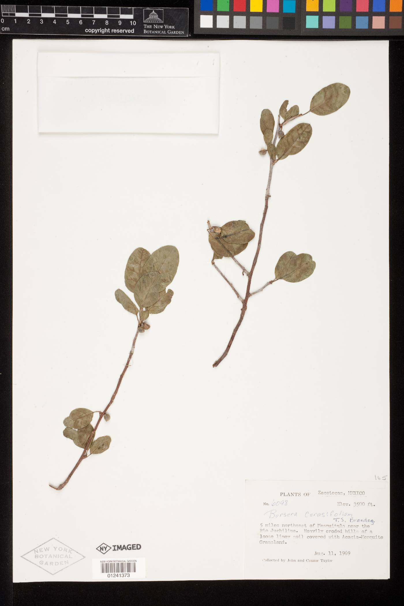 Bursera cerasifolia image