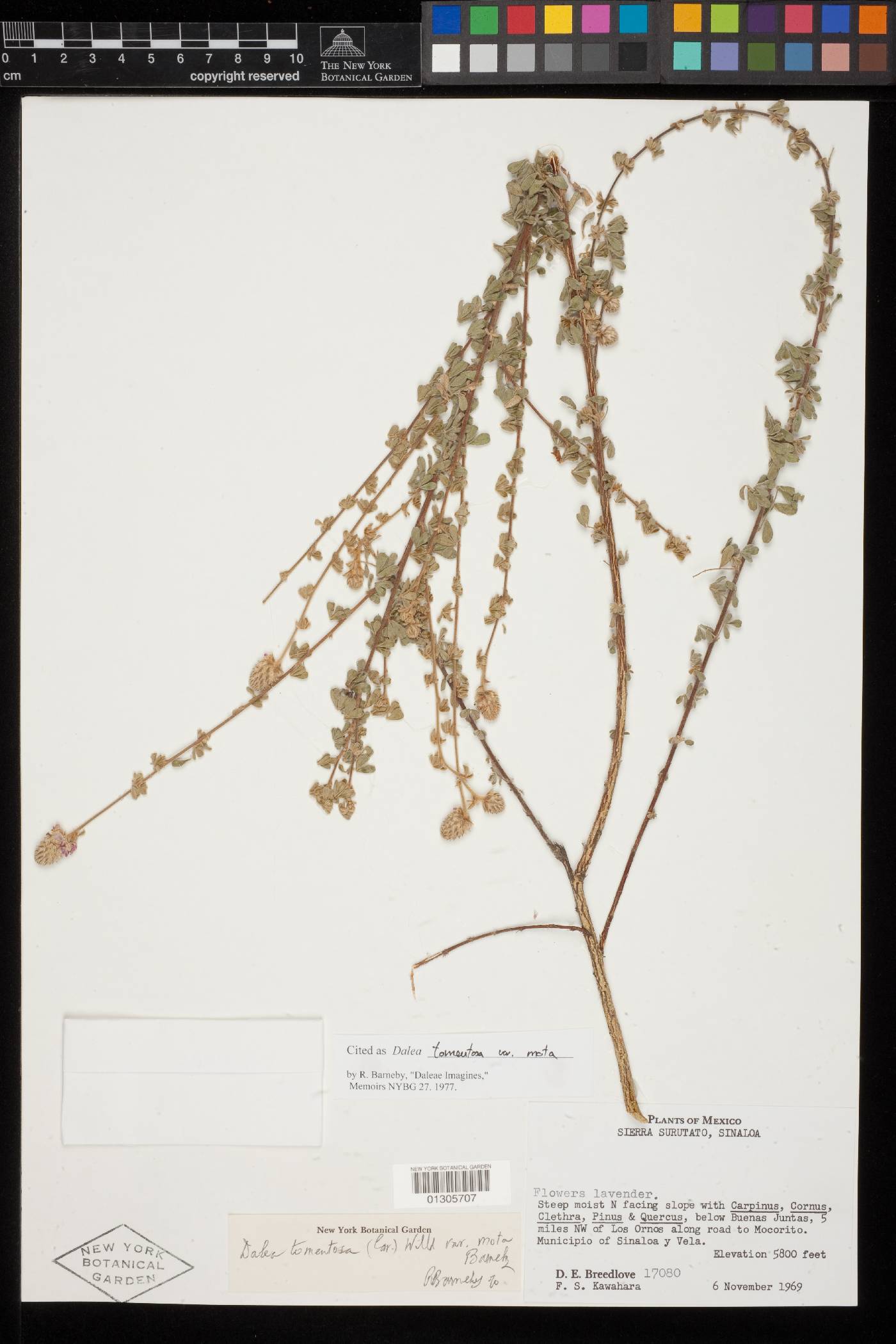 Dalea tomentosa var. mota image