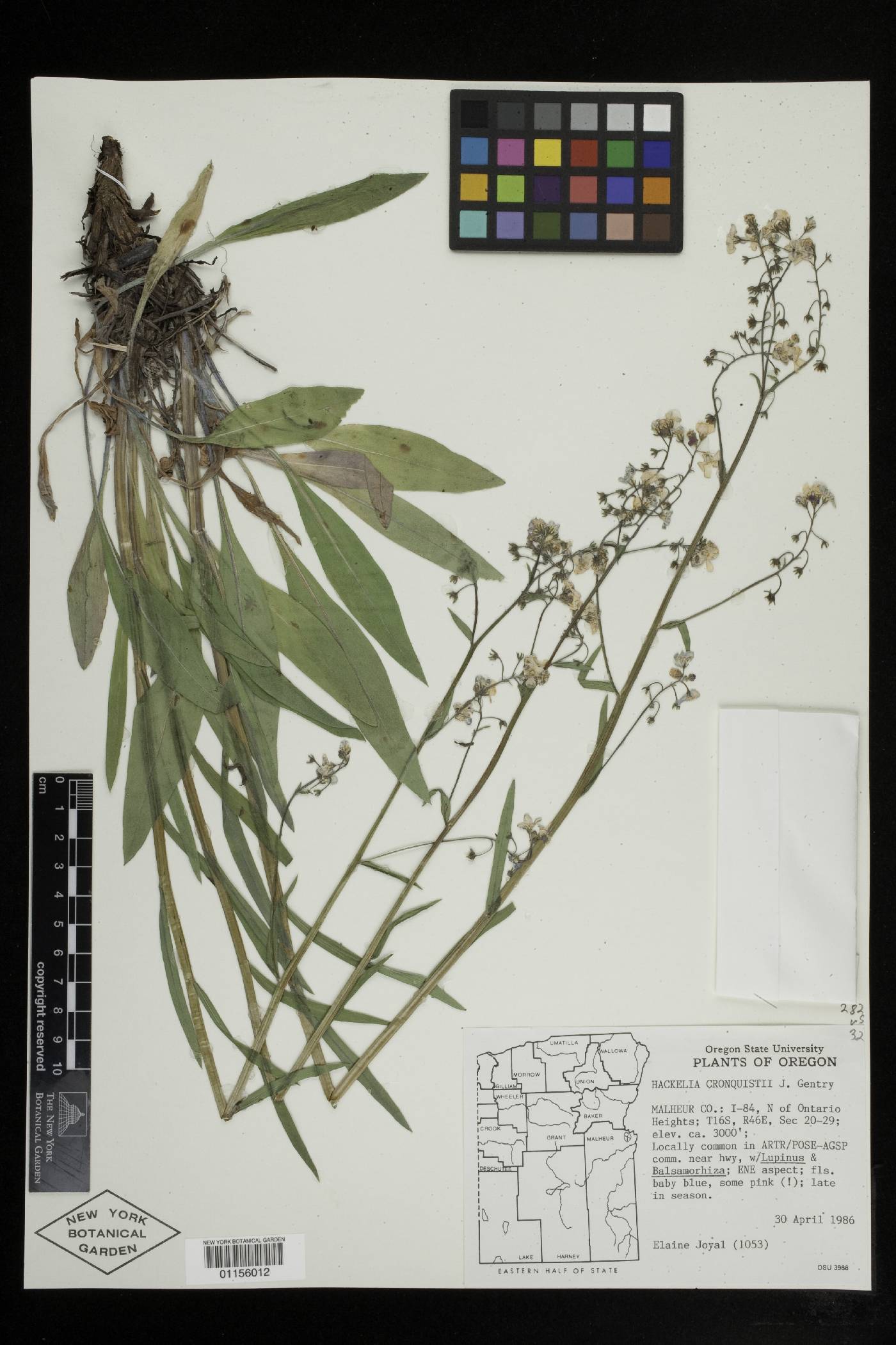 Hackelia cronquistii image