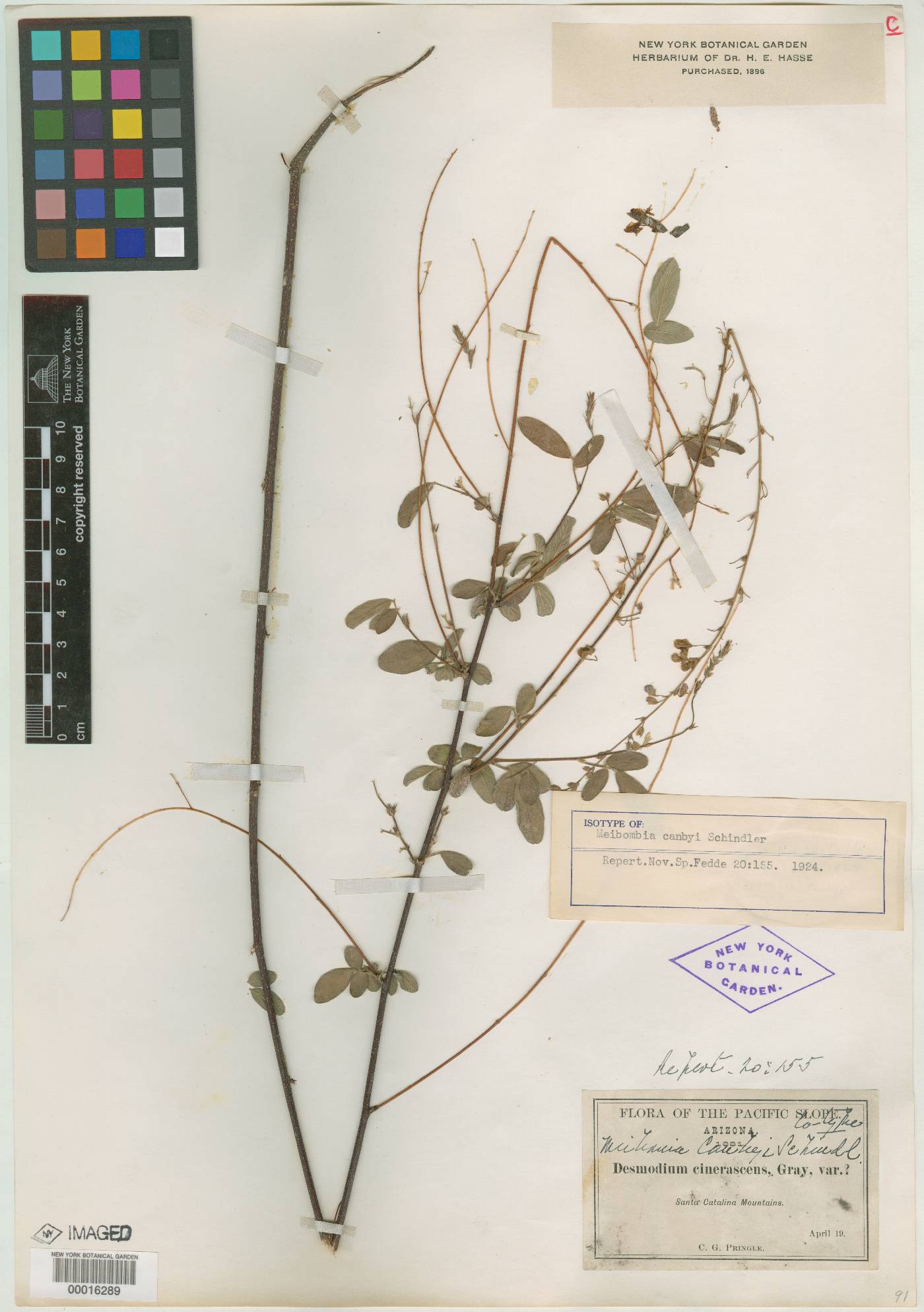 Meibomia canbyi image