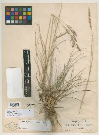 Calamagrostis tacomensis image
