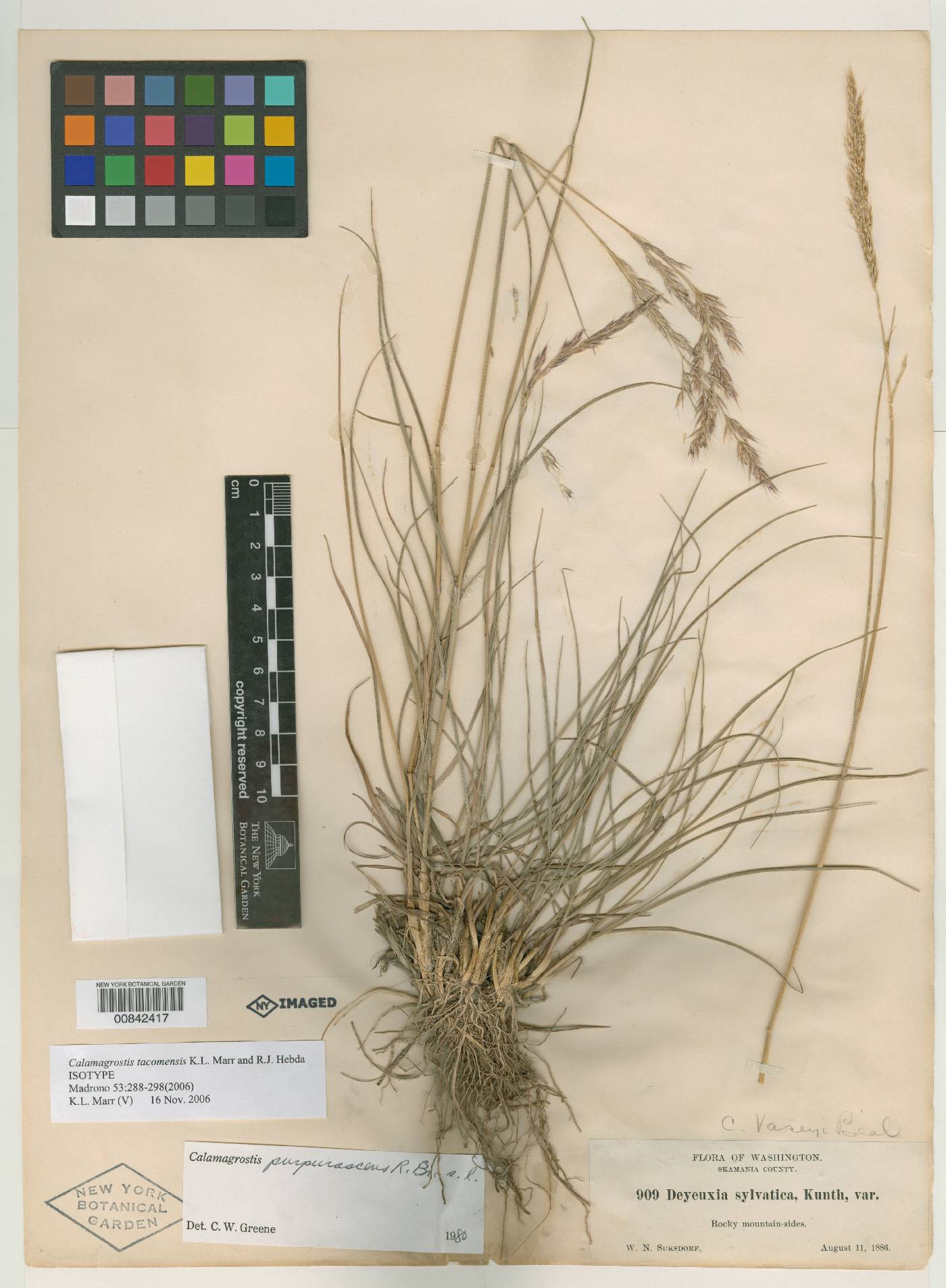 Calamagrostis tacomensis image