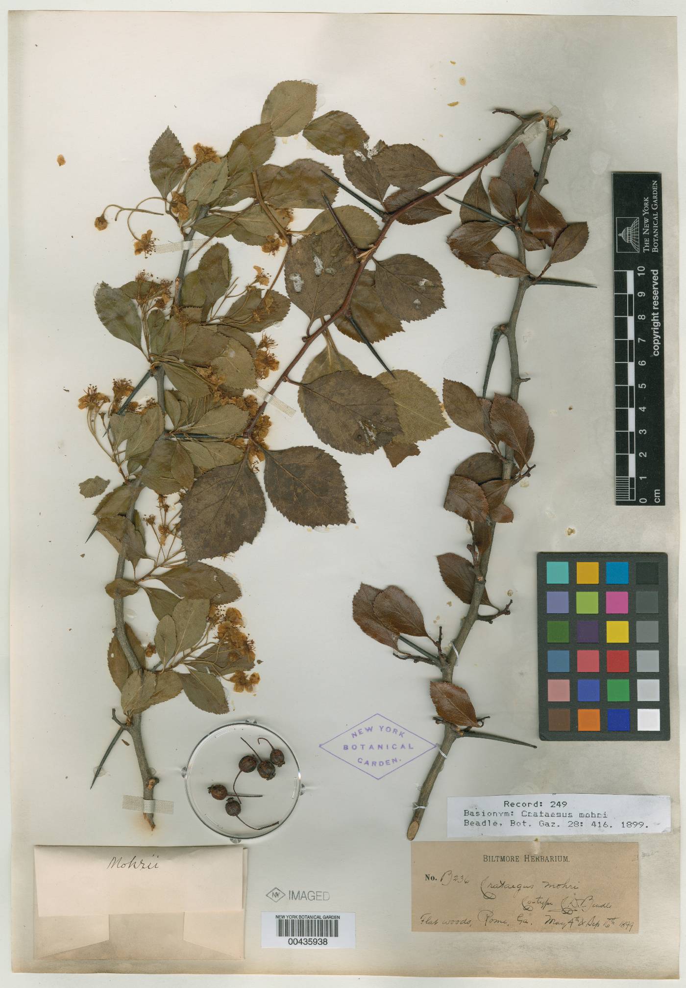 Crataegus mohrii image