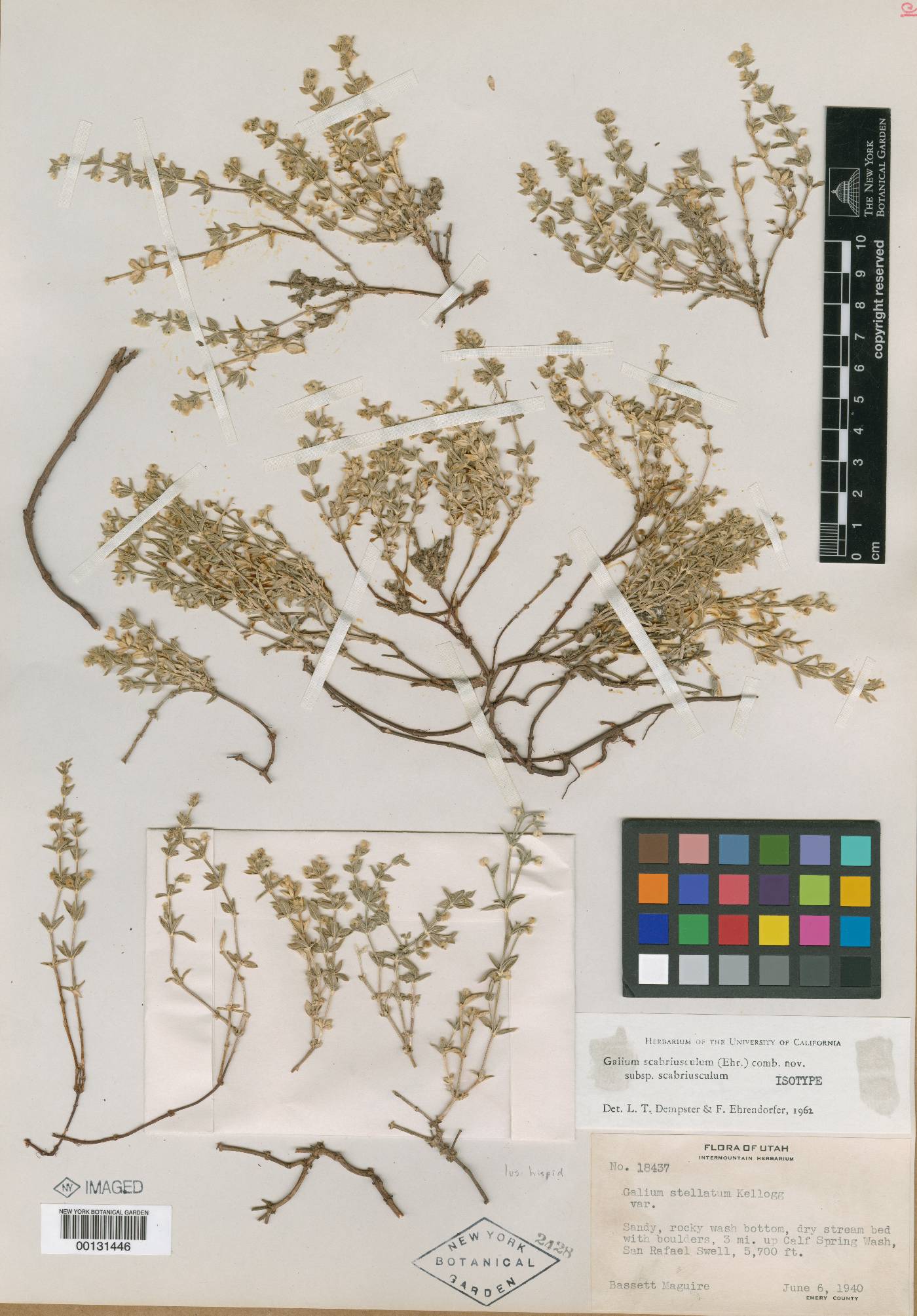 Galium scabriusculum subsp. scabriusculum image