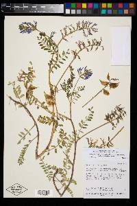 Astragalus lentiginosus var. vitreus image