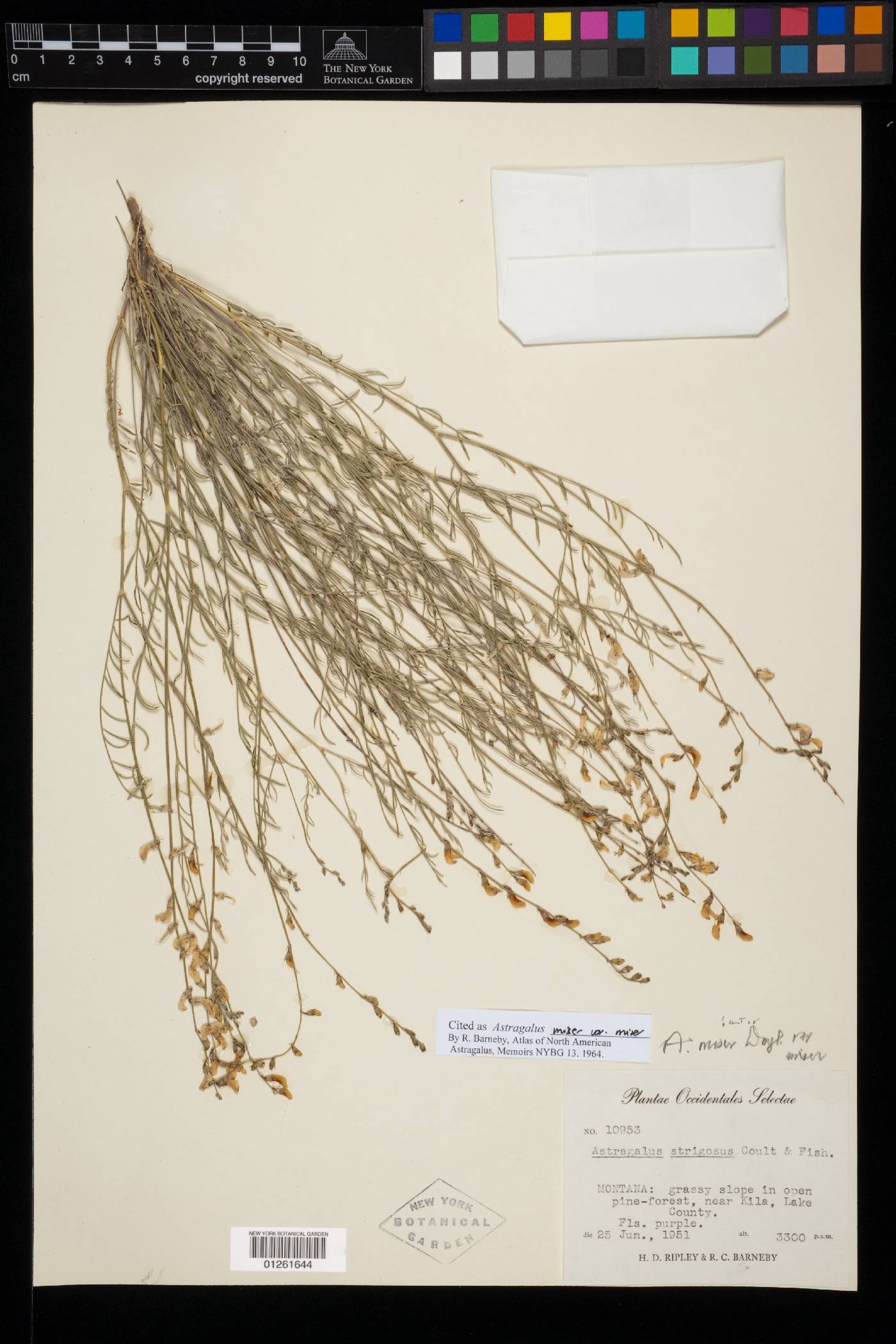 Astragalus miser var. miser image
