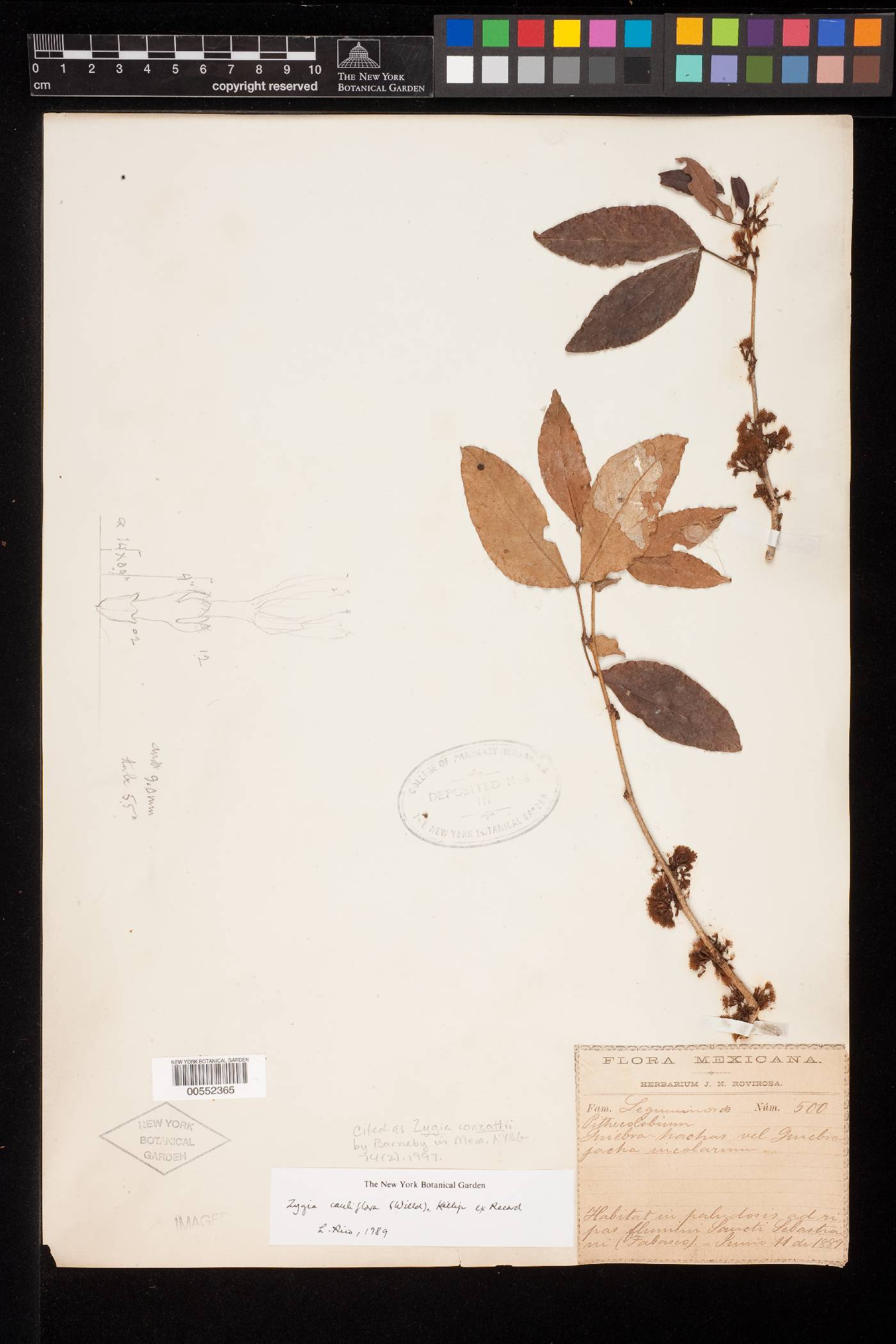 Zygia latifolia image