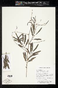 Zapoteca formosa subsp. rosei image