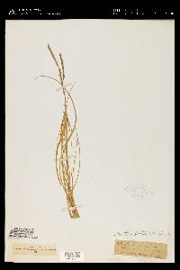 Spartina patens image