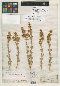Audibertiella argentea image