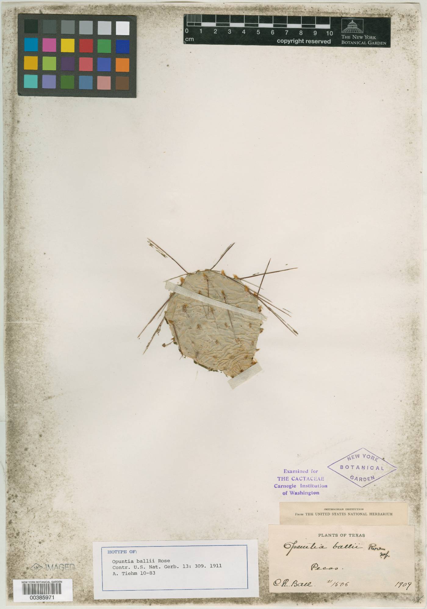 Opuntia macrorhiza var. pottsii image