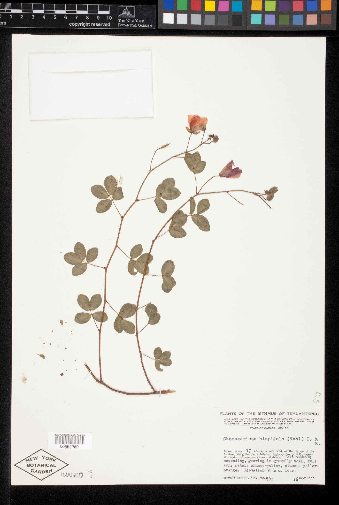 Chamaecrista hispidula image