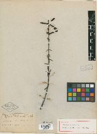 Penstemon ternatus image