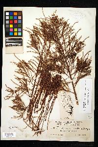 Taxodium distichum var. imbricarium image