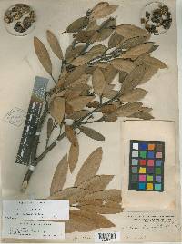 Persea humilis image