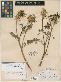 Jonesiella mearnsii image