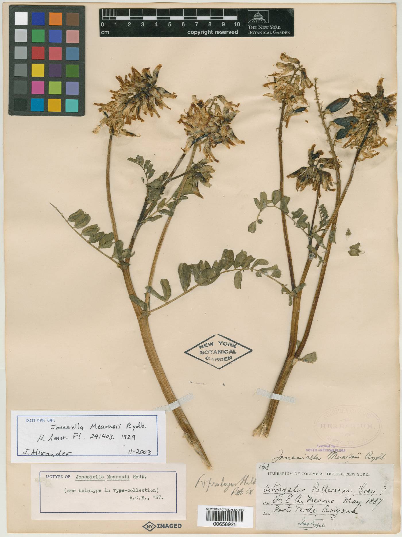 Jonesiella mearnsii image