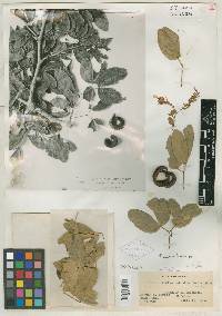 Pithecellobium velutinum image