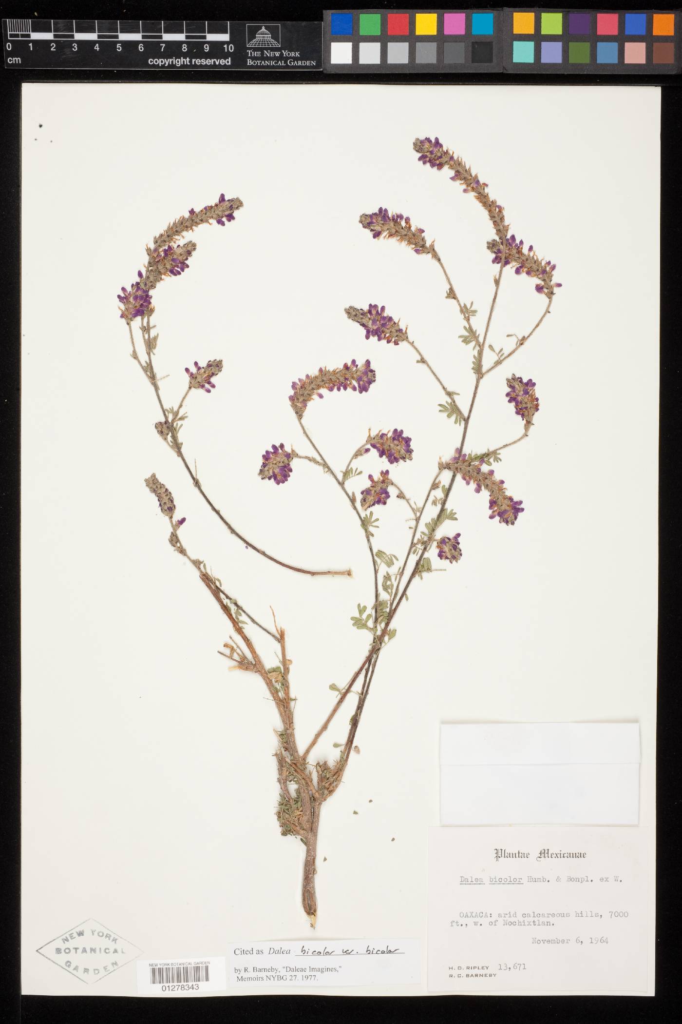 Dalea bicolor var. bicolor image