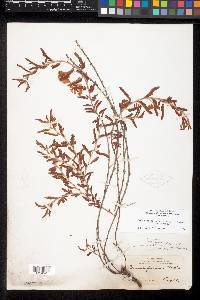 Chamaecrista serpens image